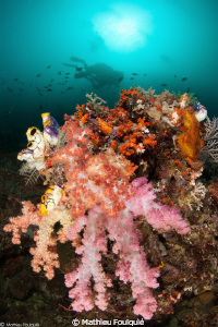 soft corals_Raja Ampat by Mathieu Foulquié 